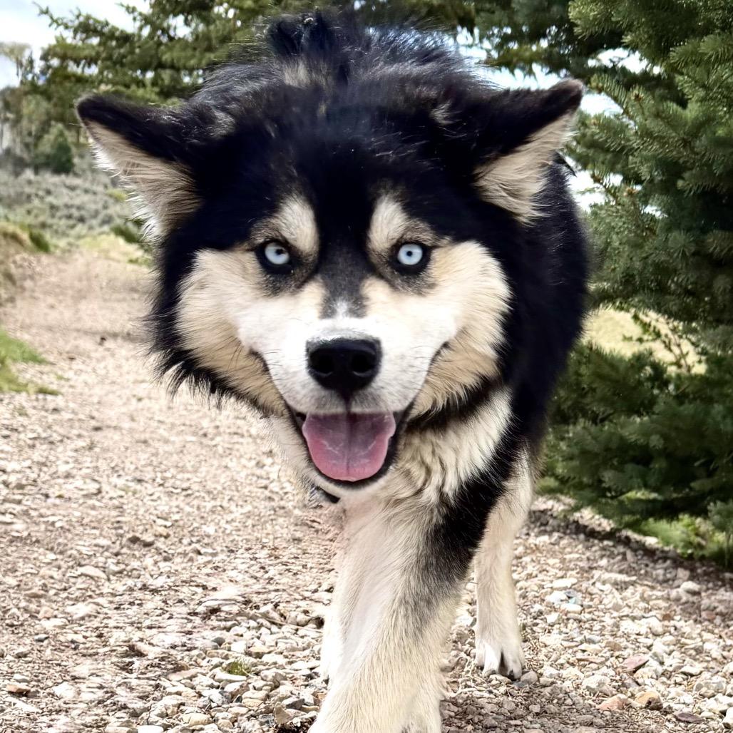 Enlarge Miso, a Adoptable Mixed Breed in Park City, UT image 1/6