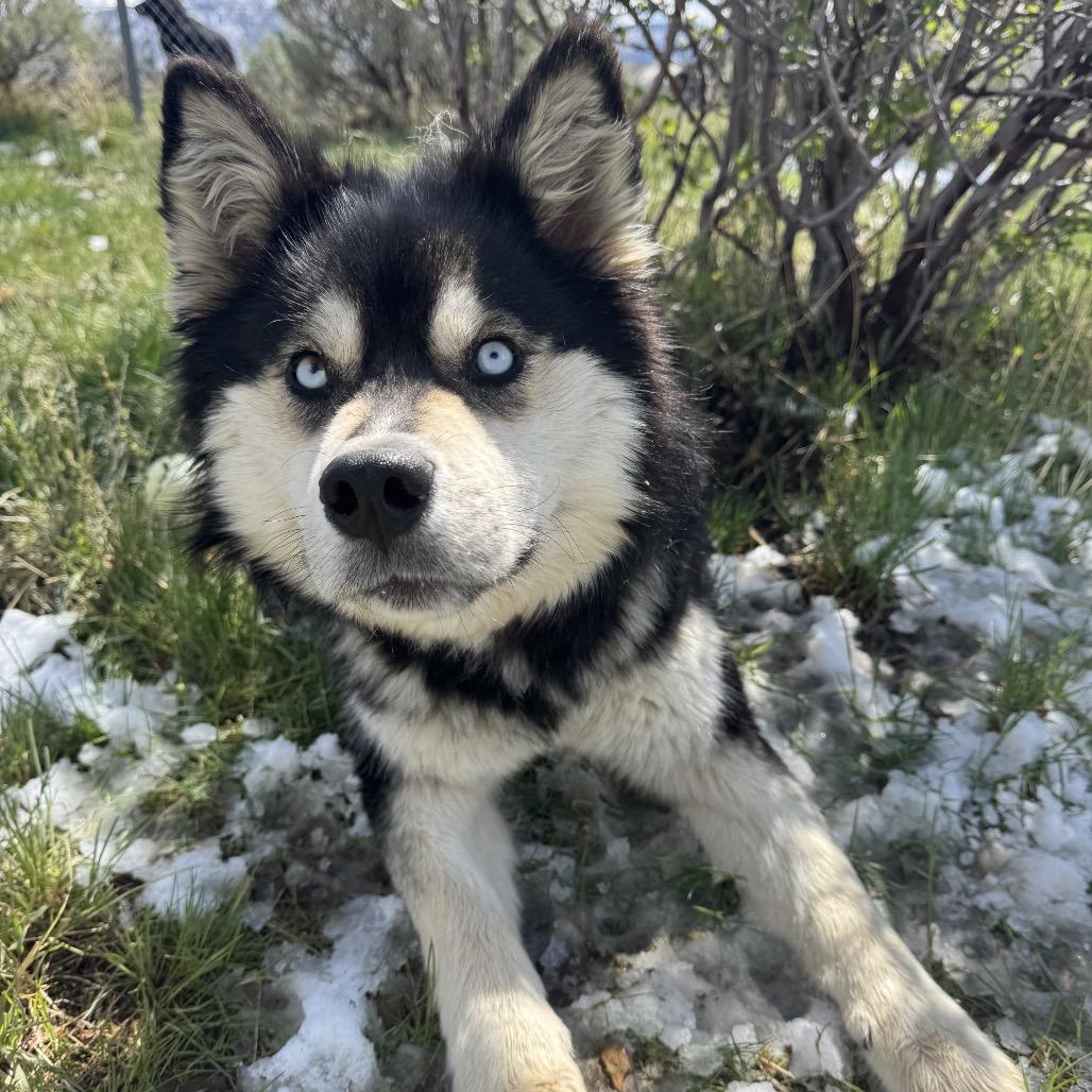 Enlarge Miso, a Adoptable Mixed Breed in Park City, UT image 2/6