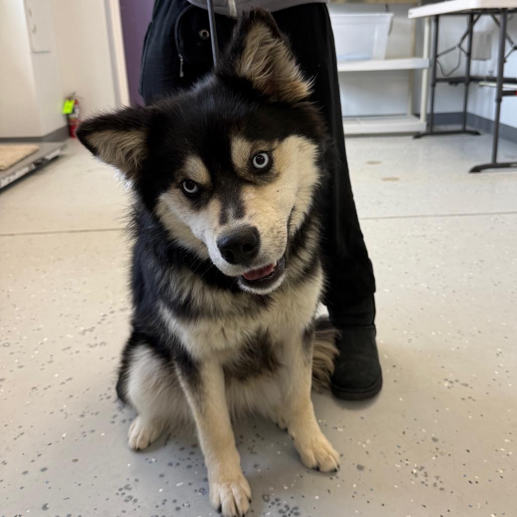 Enlarge Miso, a Adoptable Mixed Breed in Park City, UT image 3/6