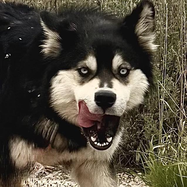 Enlarge Miso, a Adoptable Mixed Breed in Park City, UT image 4/6