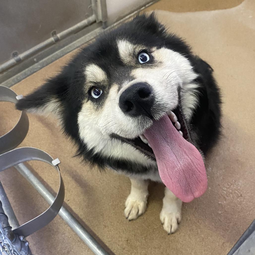 Enlarge Miso, a Adoptable Mixed Breed in Park City, UT image 5/6