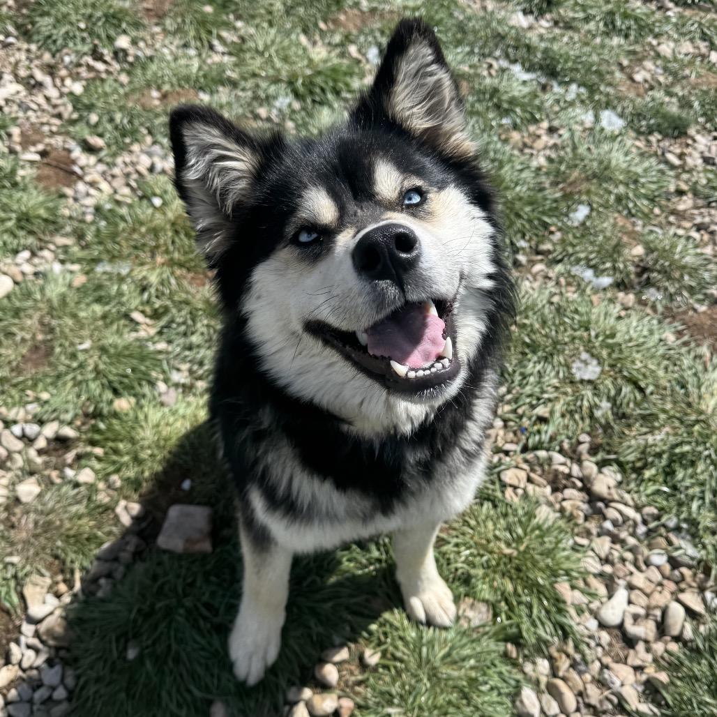 Enlarge Miso, a Adoptable Mixed Breed in Park City, UT image 6/6