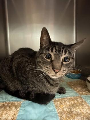 Enlarge Winston, a Adoptable Domestic Short Hair in Bellingham, WA image 1/1