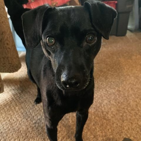 Enlarge Beau, a Adopted mixed breed in Greenville, SC image 1/3