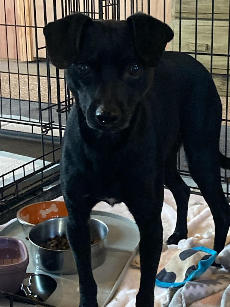 Beau, Adopted, Young Male Chihuahua & Dachshund.