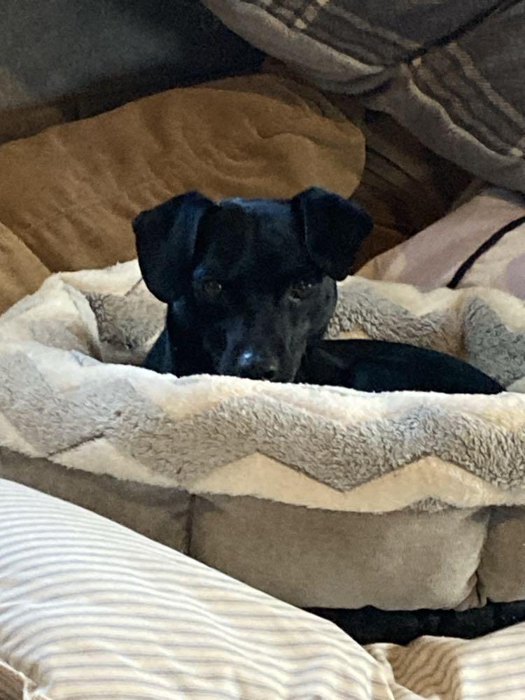 Enlarge Beau, a Adopted mixed breed in Greenville, SC image 2/3