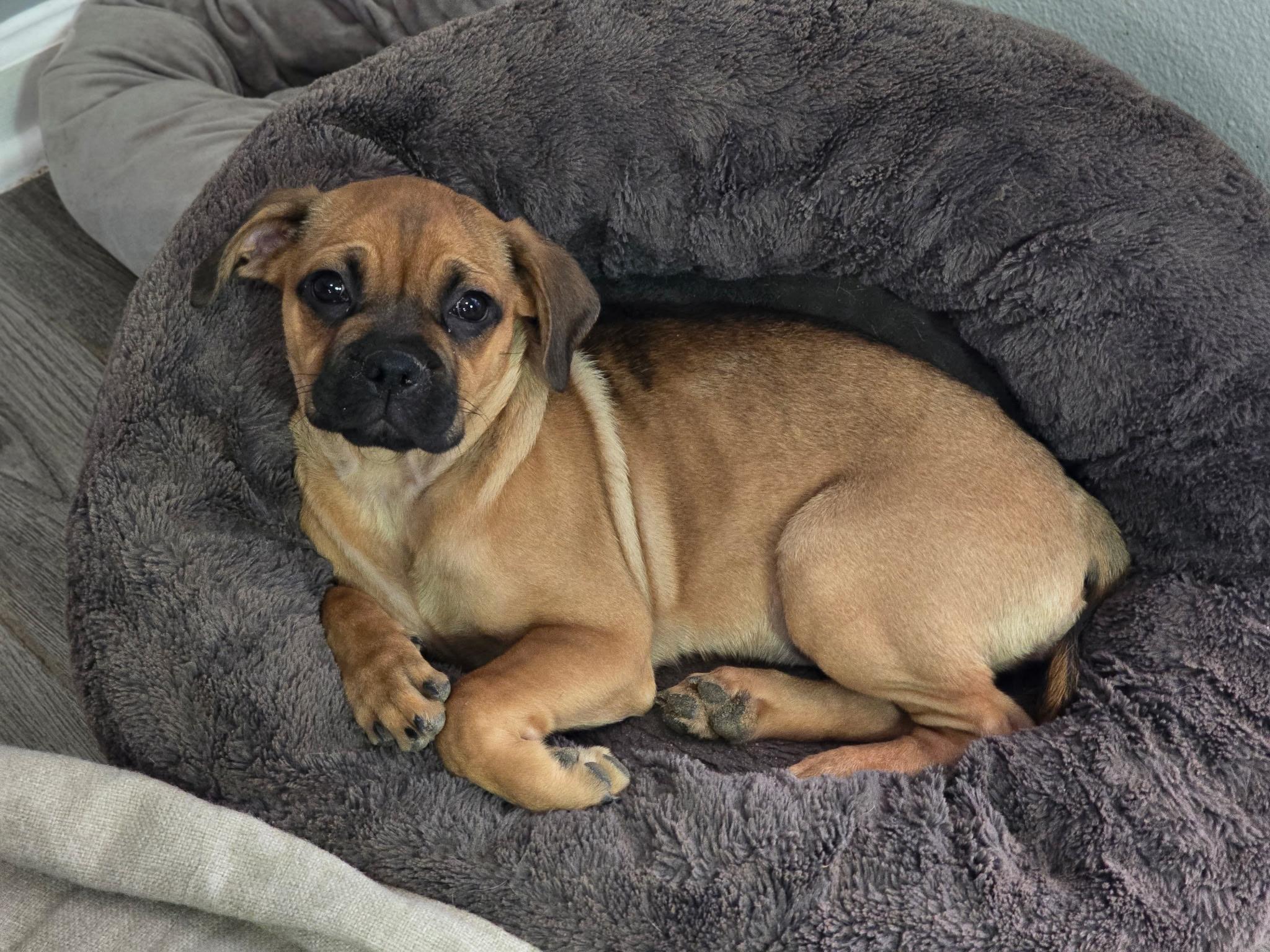 Enlarge Mookie, a ADOPTABLE mixed breed in Milton, FL image 2/3