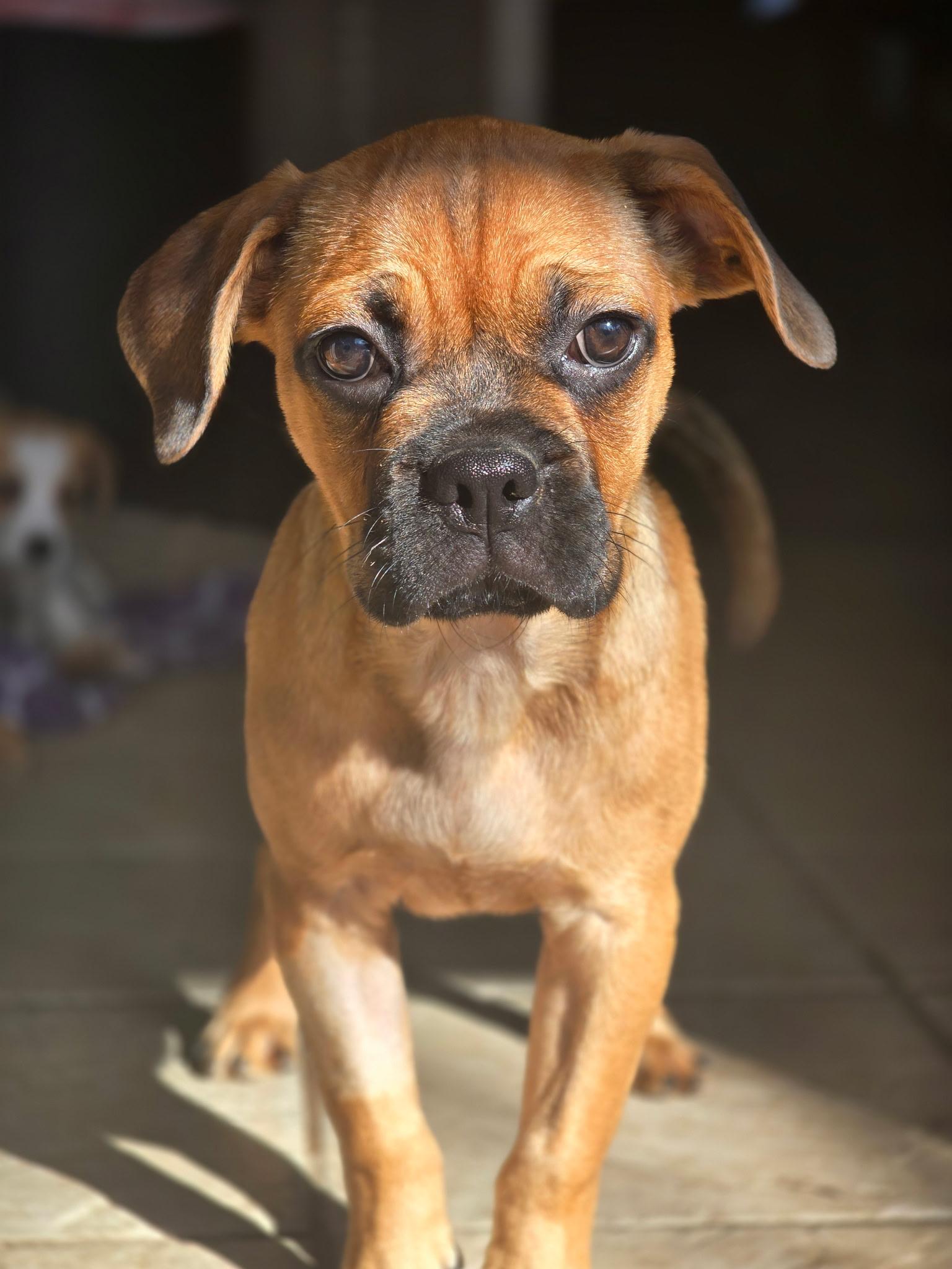 Mookie, ADOPTABLE, Puppy Female Pug & Beagle.