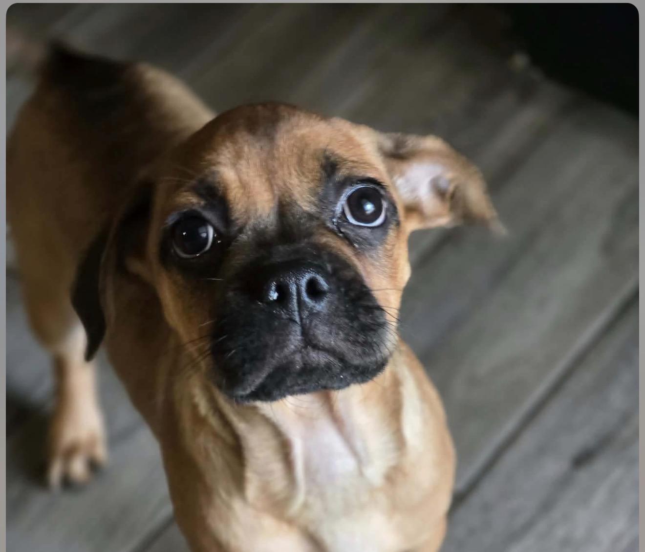 Enlarge Mookie, a ADOPTABLE mixed breed in Milton, FL image 3/3