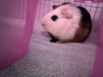 Smokey, Adoptable, Adult Male Guinea Pig.
