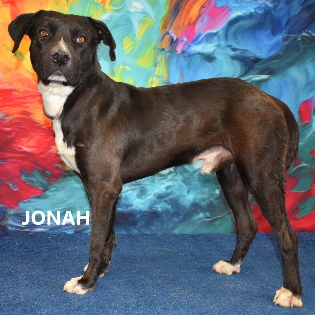 Jonah, Adoptable, Adult Male Black Labrador Retriever & Pit Bull Terrier.