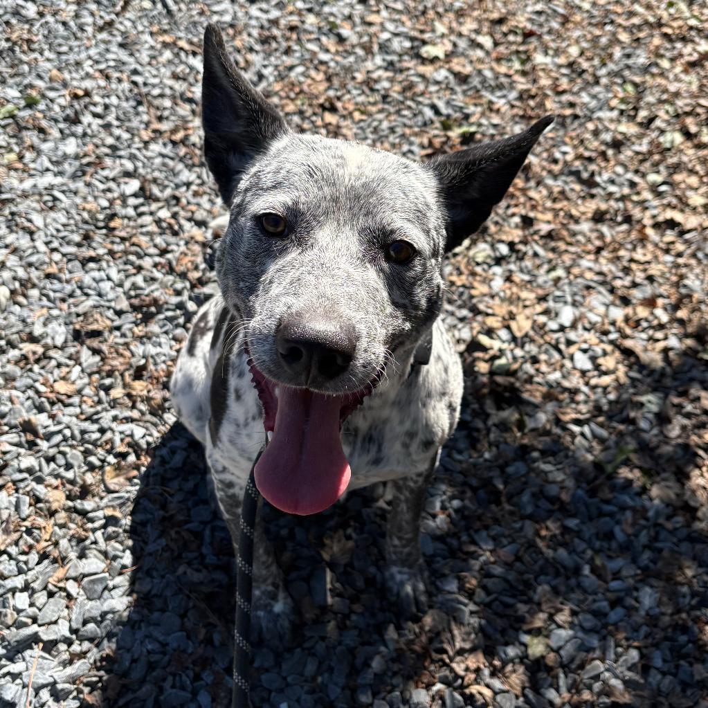 Rosco, Adoptable, Adult Male Australian Cattle Dog / Blue Heeler.