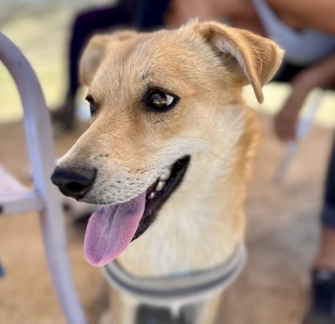 Enlarge Pip, a Adoptable mixed breed in Littlerock, CA image 6/6