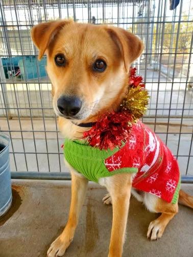 Enlarge Pip, a Adoptable mixed breed in Littlerock, CA image 2/6