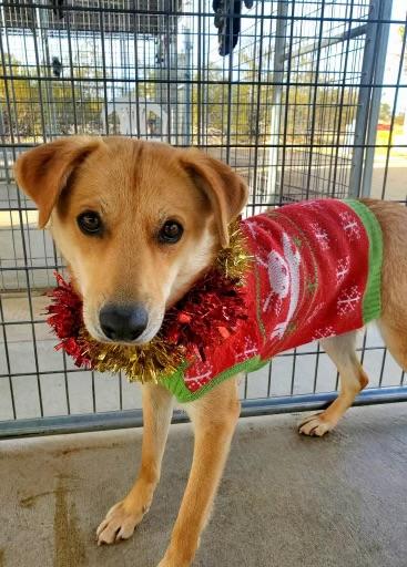 Enlarge Pip, a Adoptable mixed breed in Littlerock, CA image 3/6