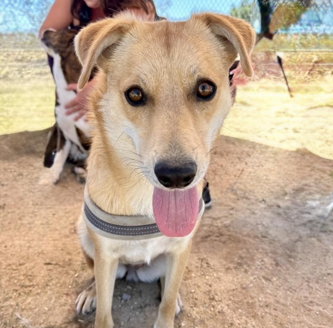 Enlarge Pip, a Adoptable mixed breed in Littlerock, CA image 5/6