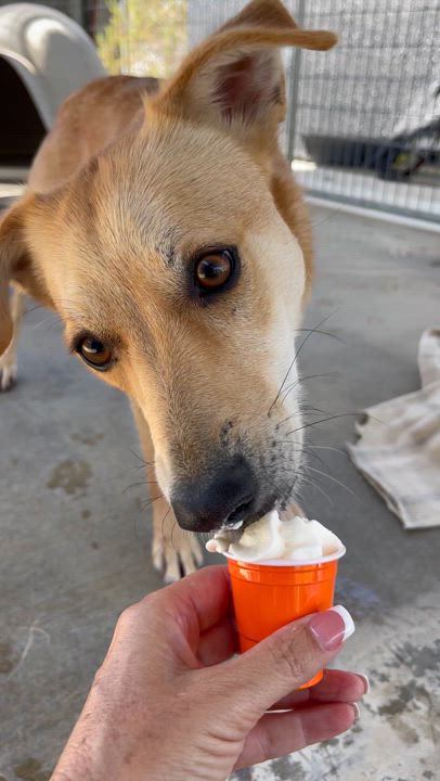 Enlarge Pip, a Adoptable mixed breed in Littlerock, CA video 4/6