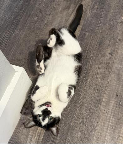 Diamond — thumbnail 3