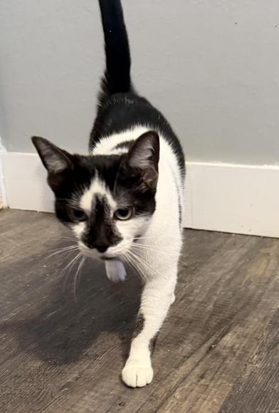 Diamond — thumbnail 6