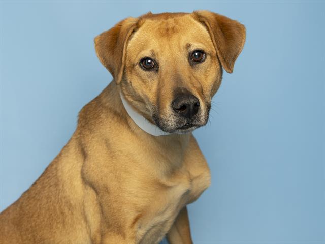 ZEUS, Adoptable, Young Male Labrador Retriever & German Shepherd Dog.