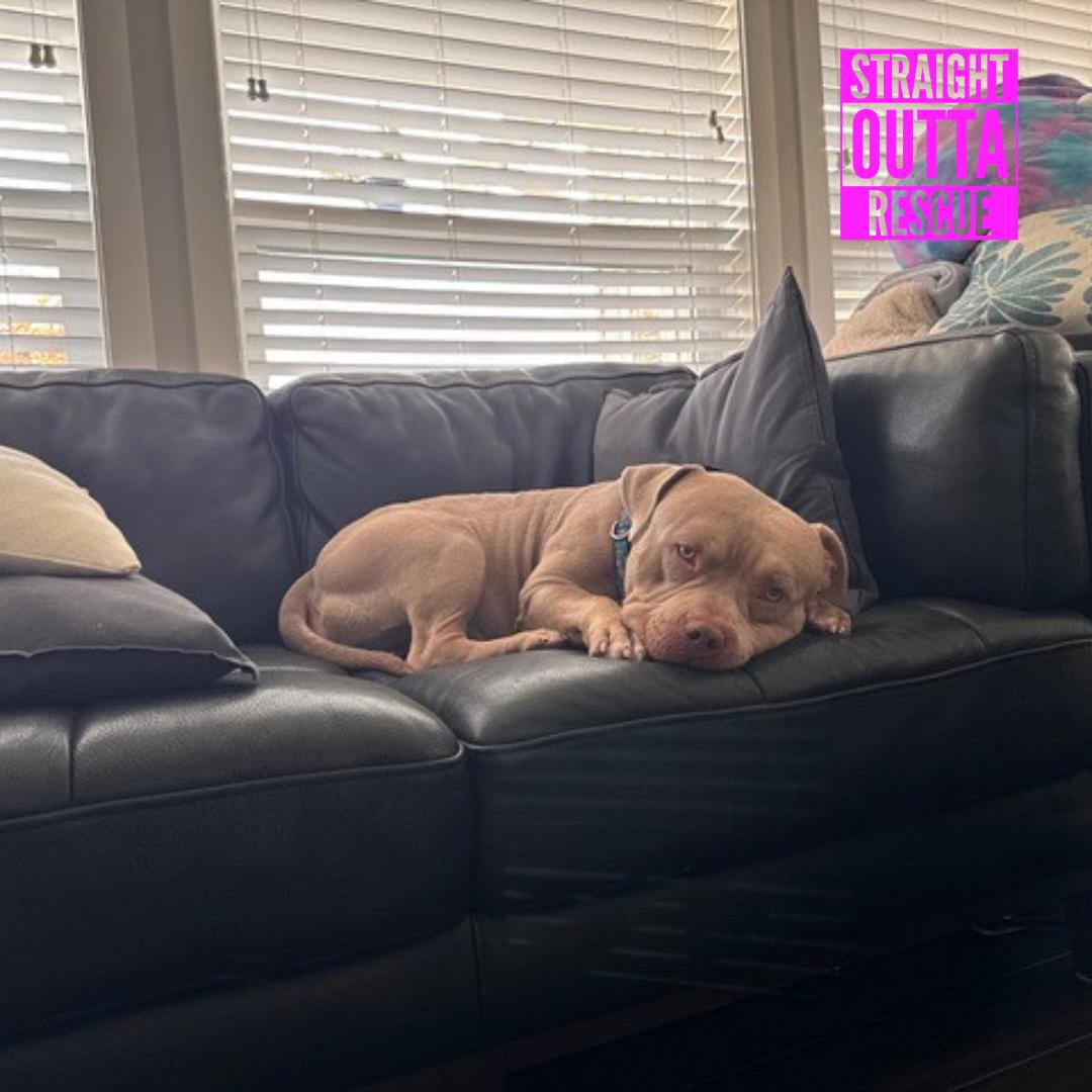 Enlarge Tater, a Adoptable Pit Bull Terrier in Vancouver, BC image 4/6