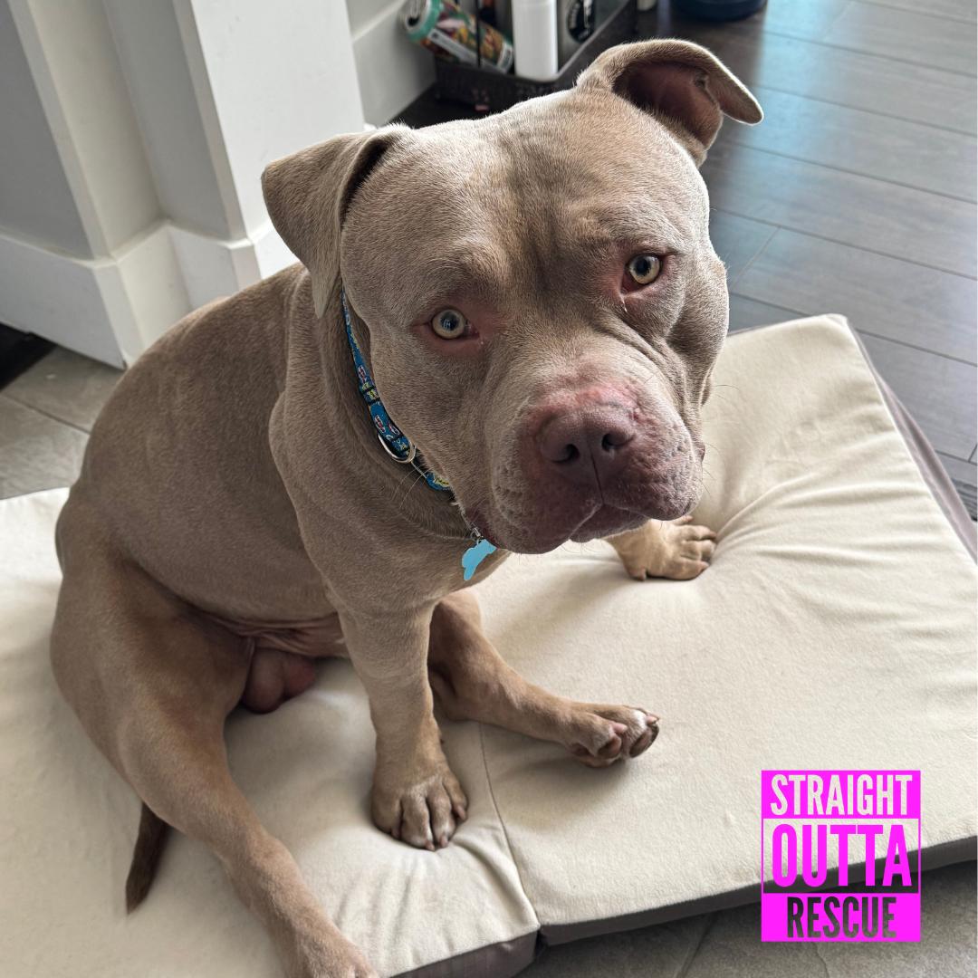 Enlarge Tater, a Adoptable Pit Bull Terrier in Vancouver, BC image 2/6