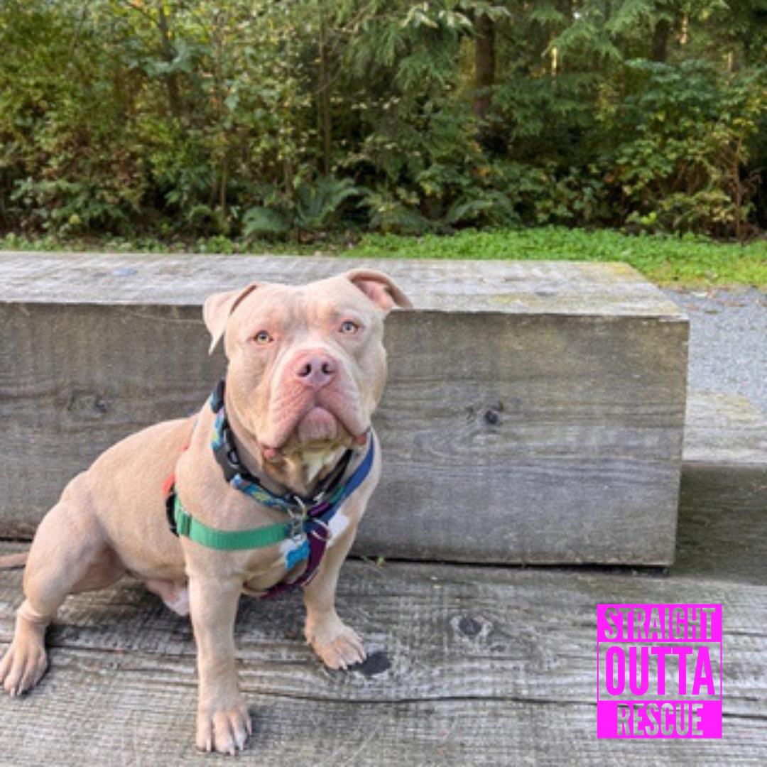 Enlarge Tater, a Adoptable Pit Bull Terrier in Vancouver, BC image 3/6