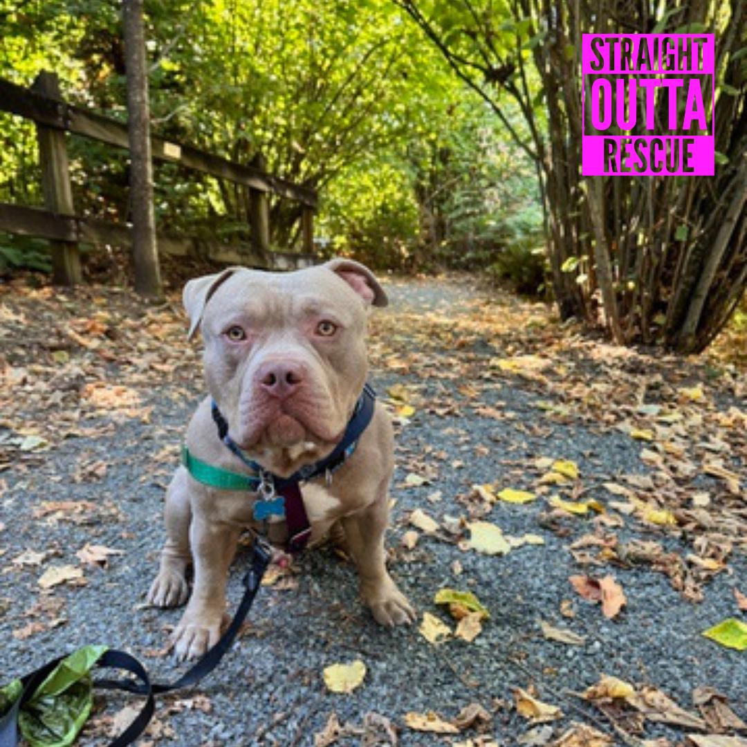 Enlarge Tater, a Adoptable Pit Bull Terrier in Vancouver, BC image 1/6