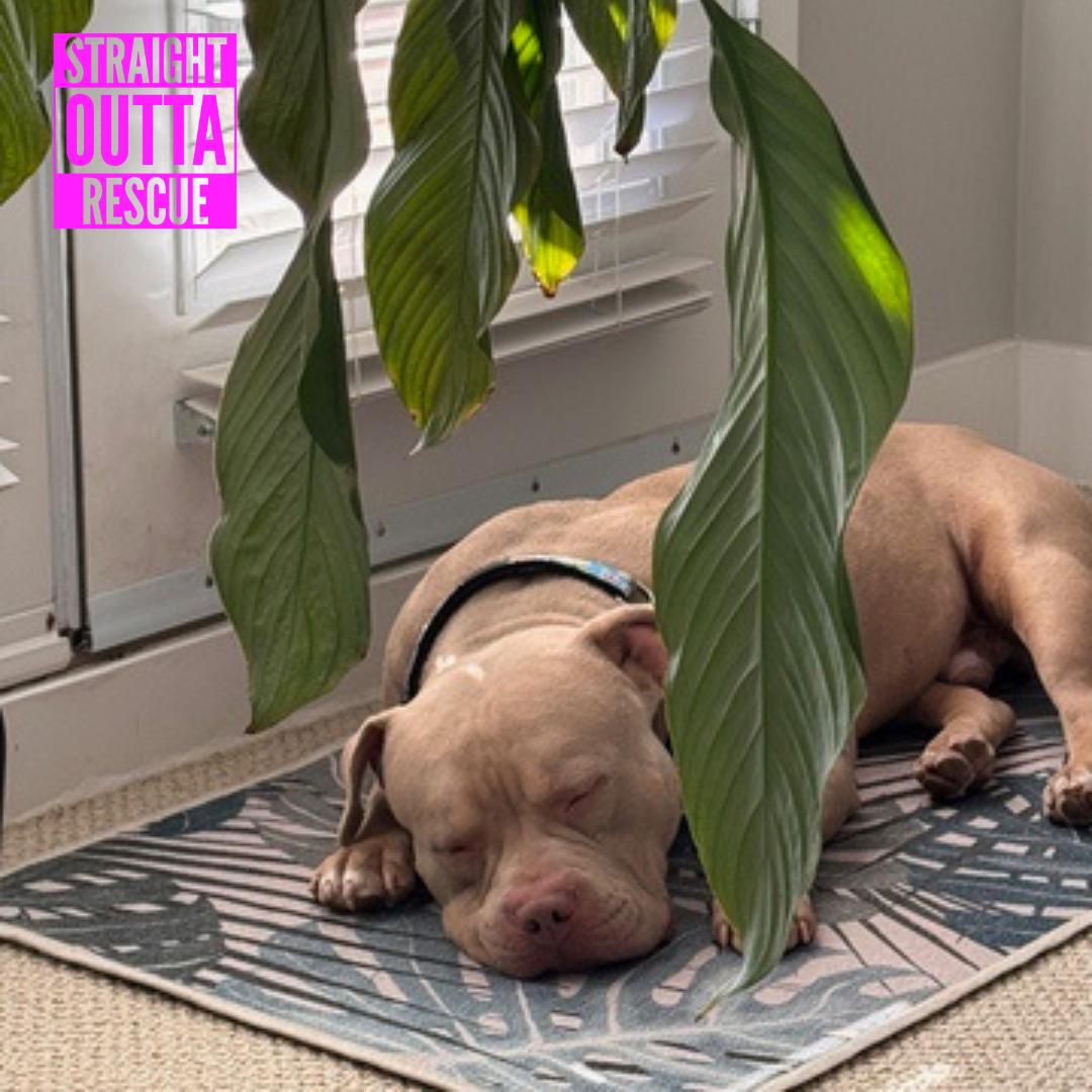 Enlarge Tater, a Adoptable Pit Bull Terrier in Vancouver, BC image 5/6