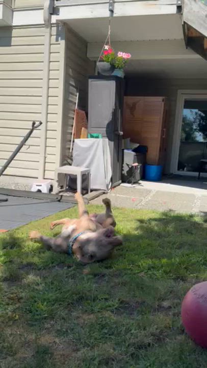 Enlarge Tater, a Adoptable Pit Bull Terrier in Vancouver, BC video 6/6