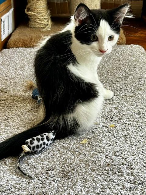 Enlarge Lola (3 months), a ADOPTABLE Domestic Short Hair in Gig Harbor, WA image 4/5