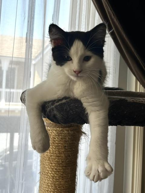Lola (3 months), ADOPTABLE, Kitten Female Domestic Short Hair.