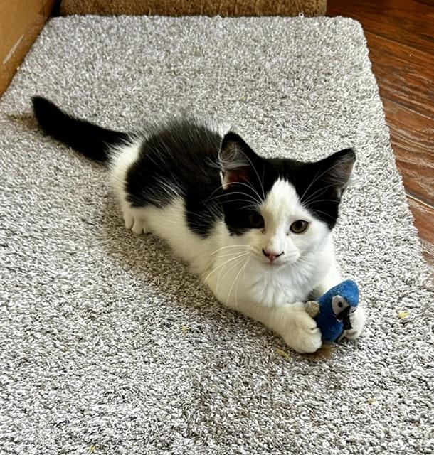 Enlarge Lola (3 months), a ADOPTABLE Domestic Short Hair in Gig Harbor, WA image 2/5