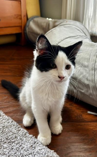 Enlarge Lola (3 months), a ADOPTABLE Domestic Short Hair in Gig Harbor, WA image 3/5