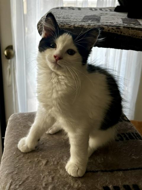 Enlarge Lola (3 months), a ADOPTABLE Domestic Short Hair in Gig Harbor, WA image 5/5