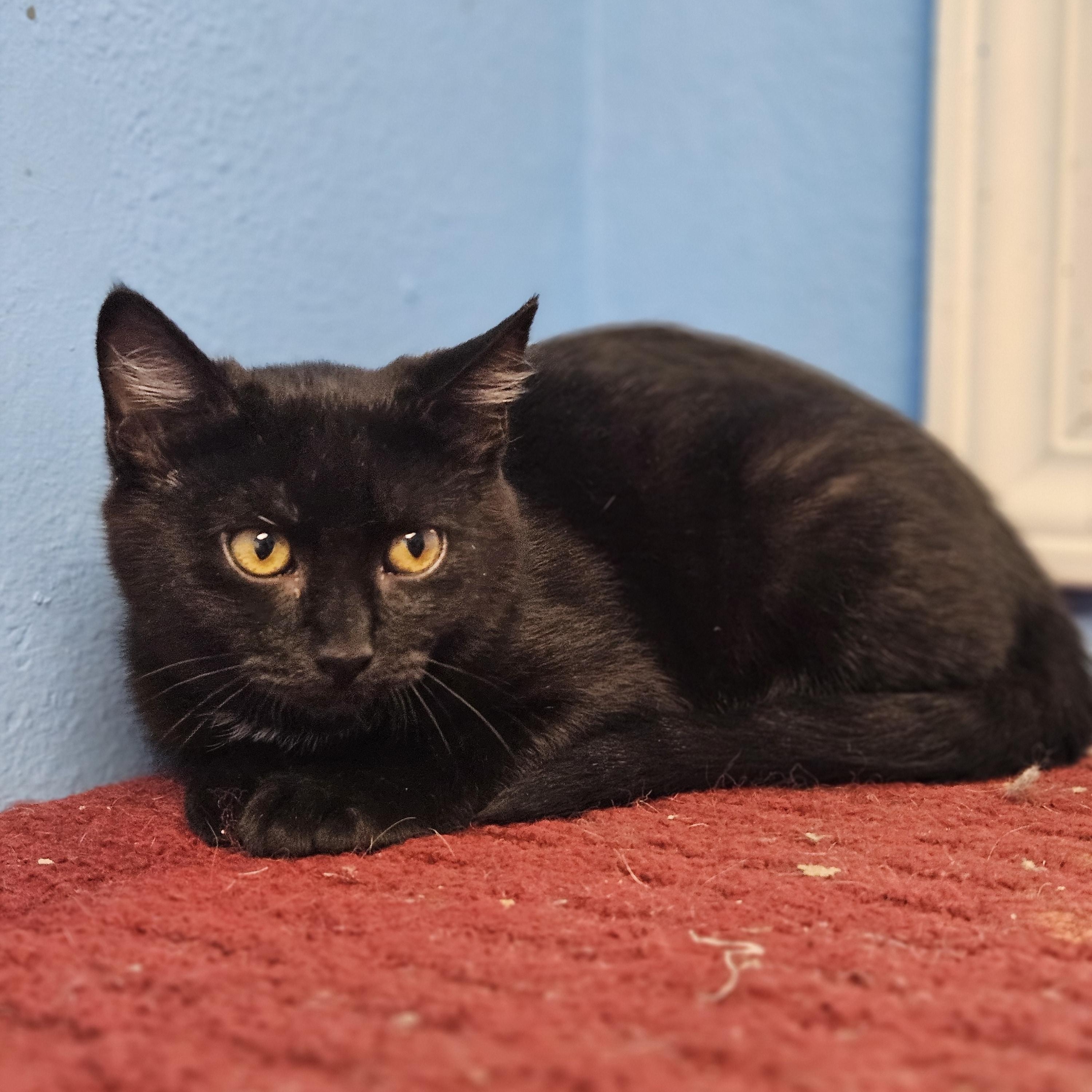 Blossom, Young Female Domestic Short Hair