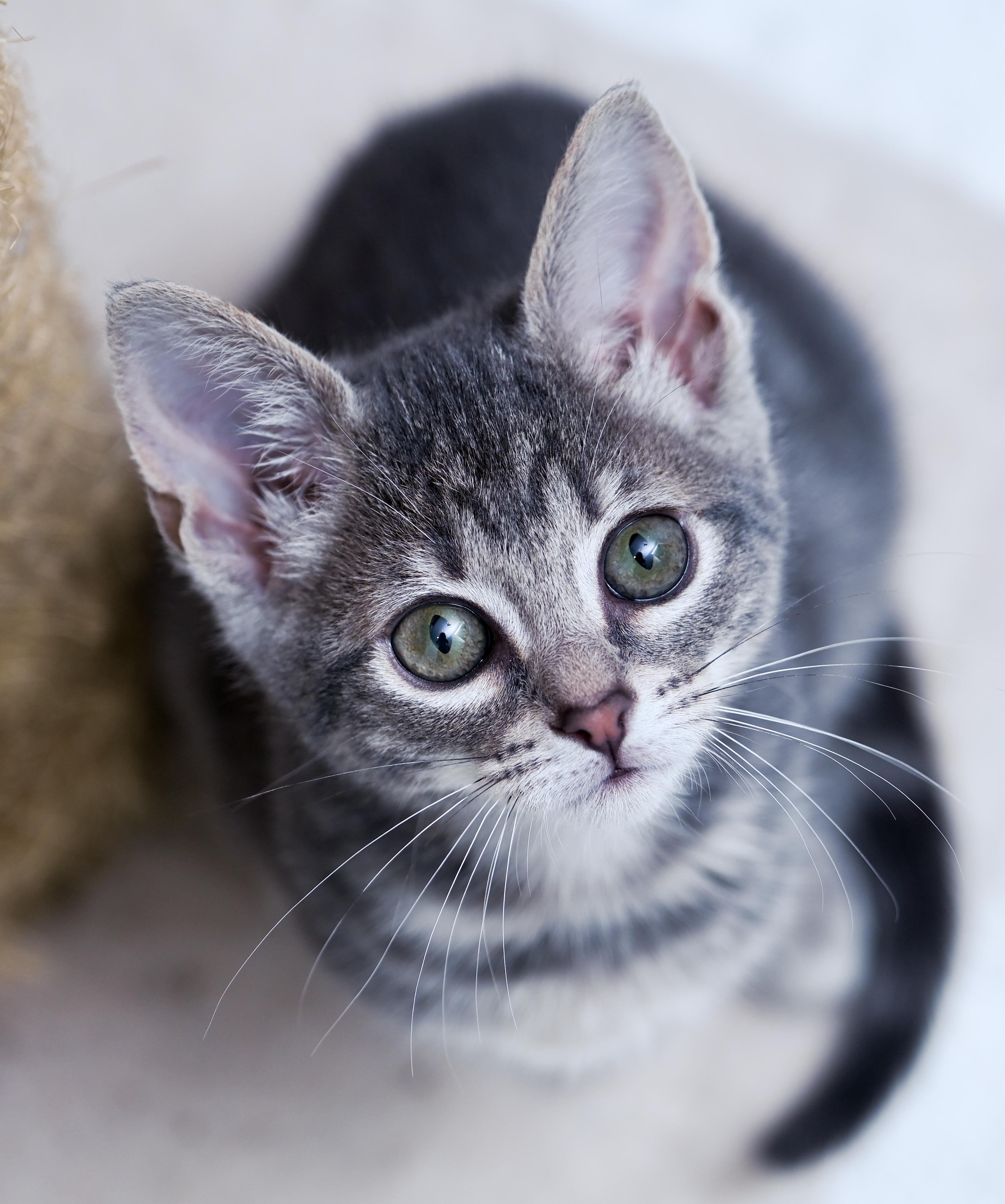 Princess Bubblegum, an adopted mixed breed in Chattanooga, TN image 4/5