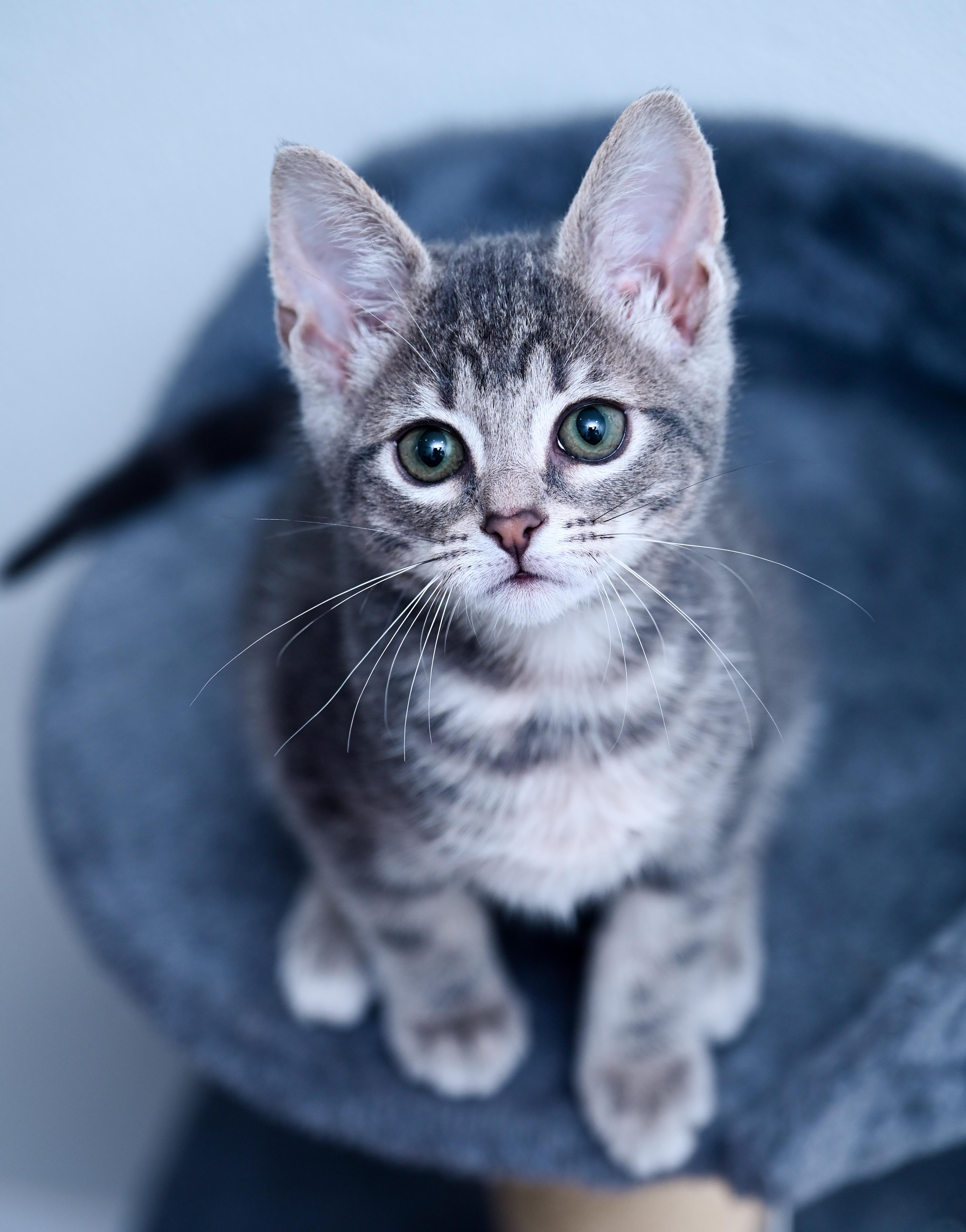Princess Bubblegum, adopted, Kitten Female Tabby & Domestic Short Hair.