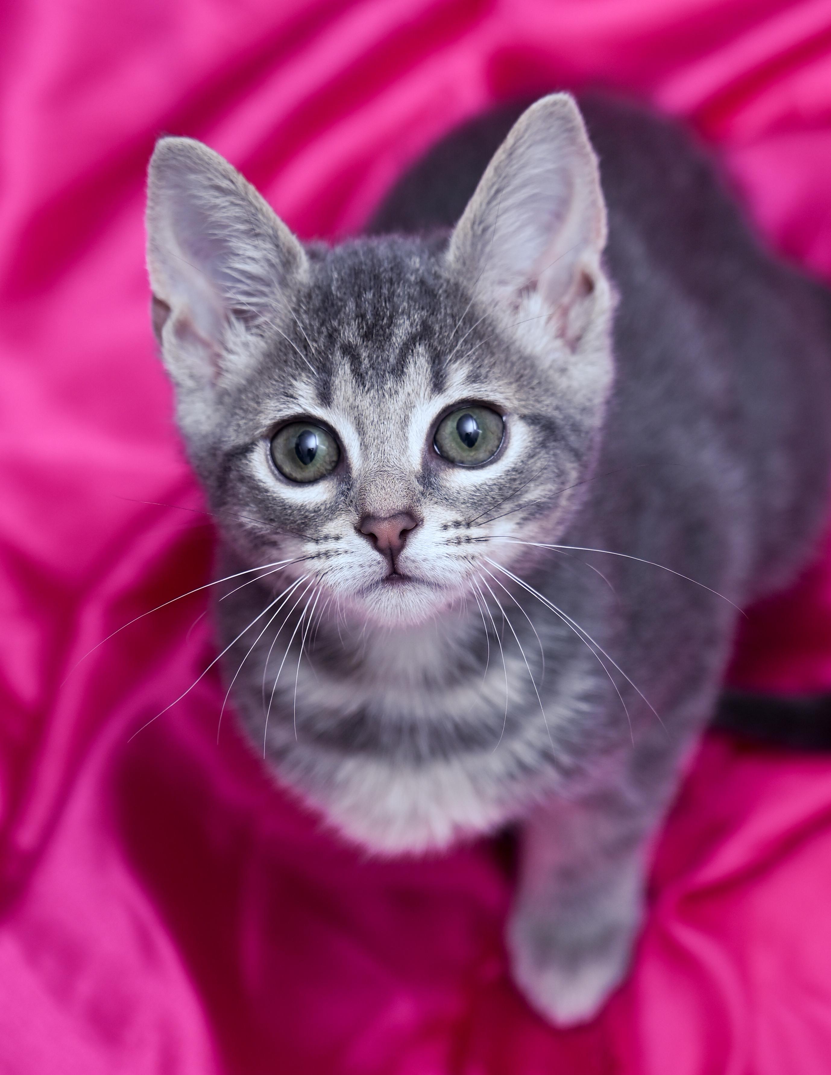 Princess Bubblegum, an adopted mixed breed in Chattanooga, TN image 2/5