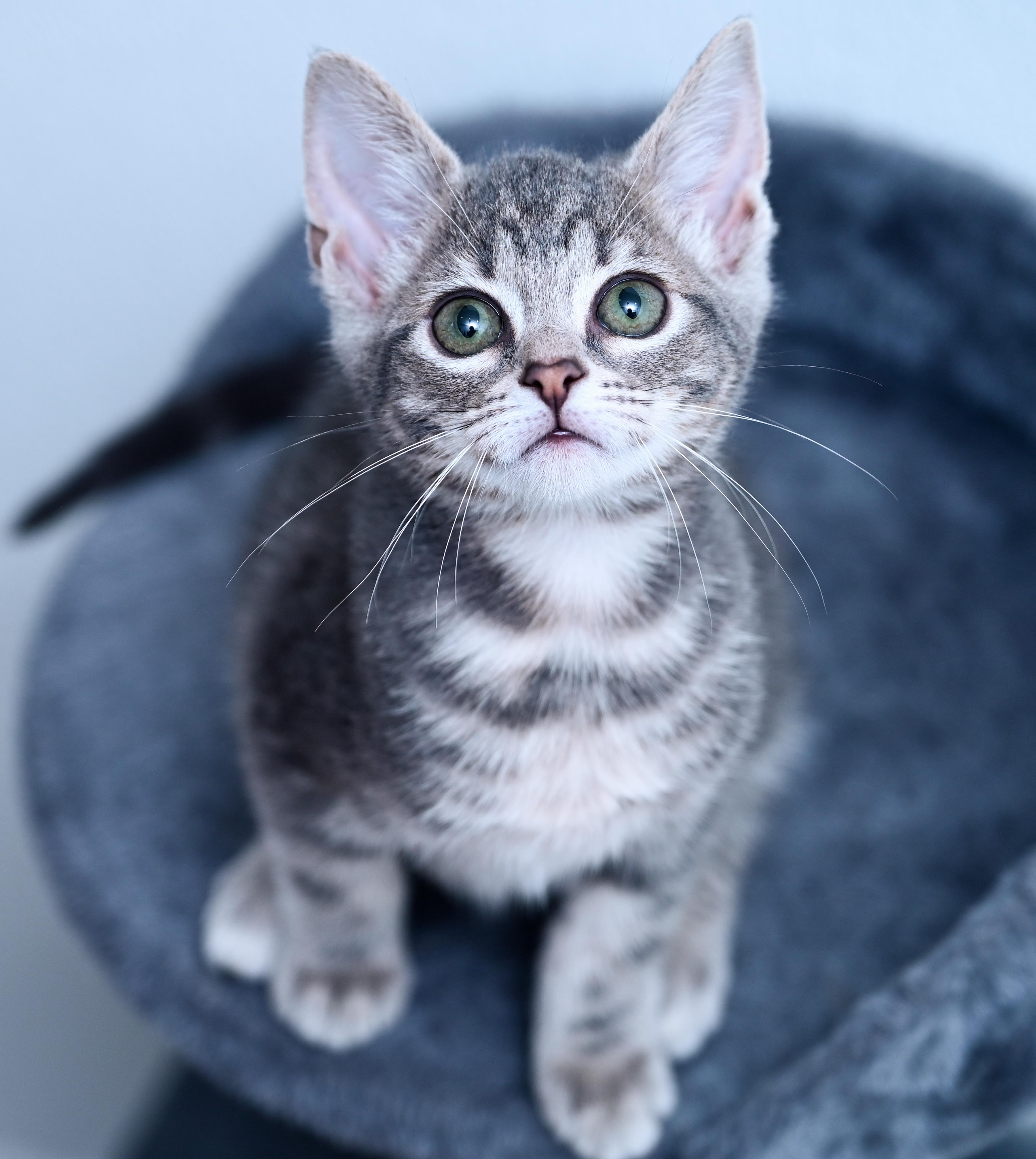 Princess Bubblegum, an adopted mixed breed in Chattanooga, TN image 3/5