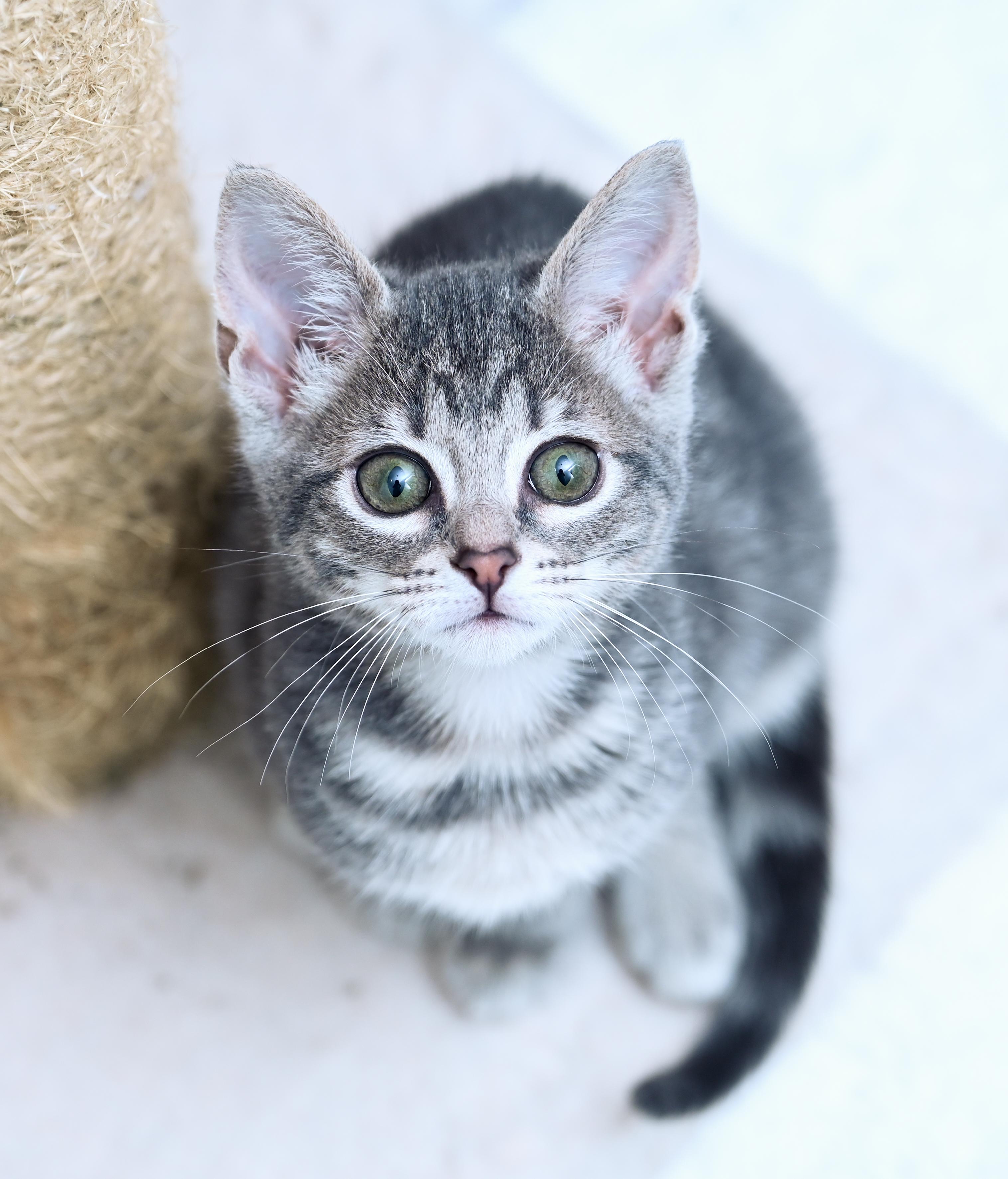 Princess Bubblegum, an adopted mixed breed in Chattanooga, TN image 5/5