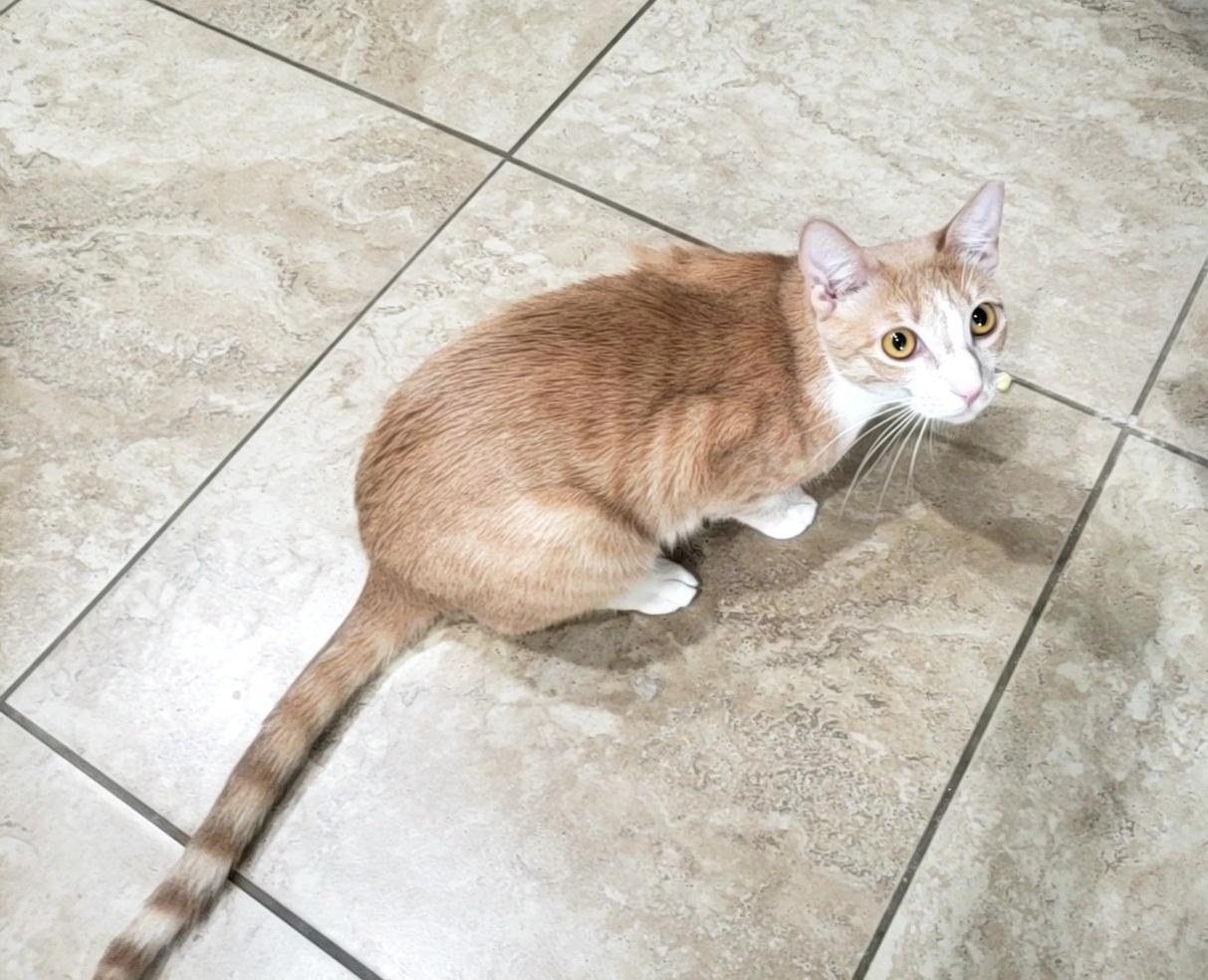Butterscotch, a Adoptable Domestic Short Hair in Gilbert, AZ image 3/5