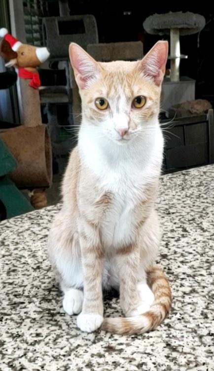 Butterscotch, a Adoptable Domestic Short Hair in Gilbert, AZ image 4/5