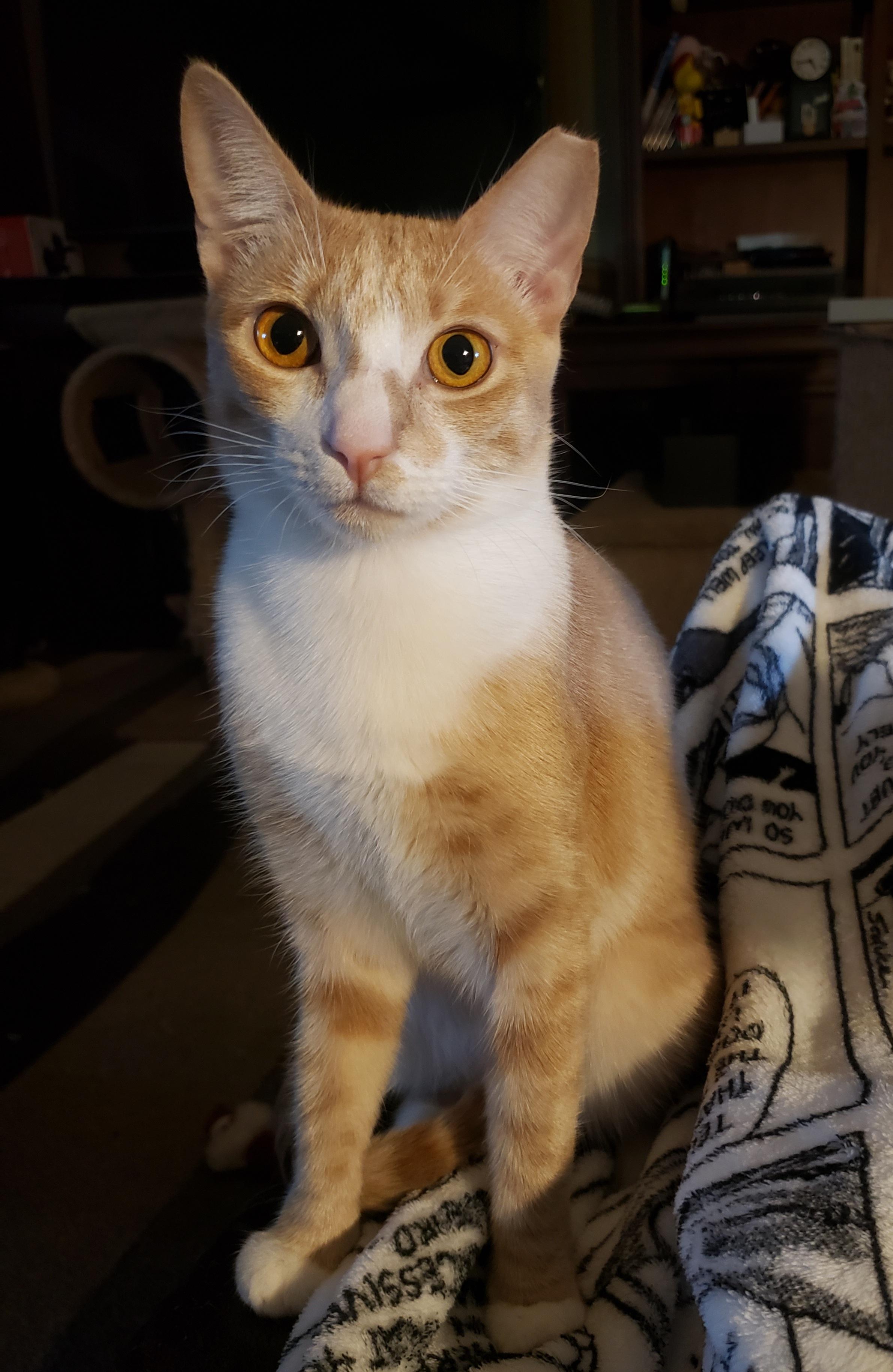 Butterscotch, a Adoptable Domestic Short Hair in Gilbert, AZ image 5/5