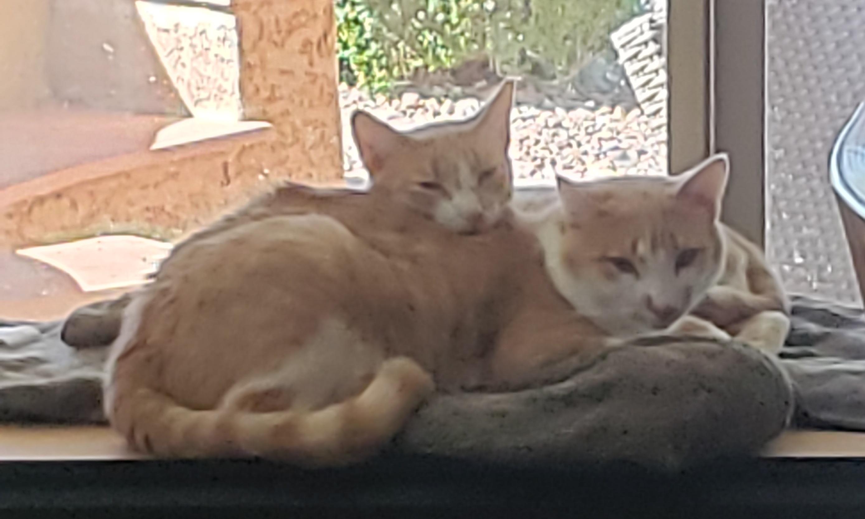 Butterscotch, a Adoptable Domestic Short Hair in Gilbert, AZ image 2/5