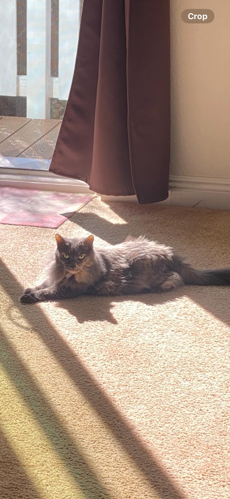 Enlarge Pirate!, a Adoptable mixed breed in Malibu, CA image 2/2