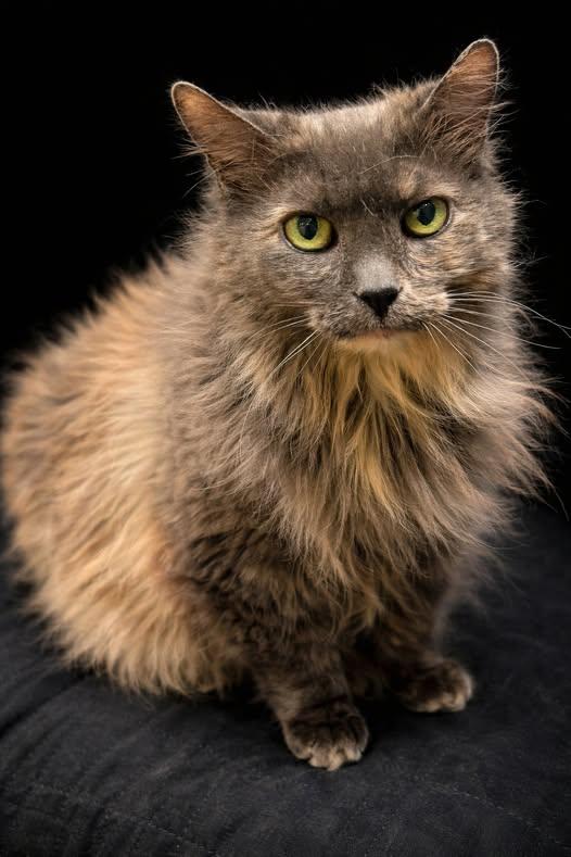 Pirate!, Adoptable, Senior Female Maine Coon & Domestic Long Hair.