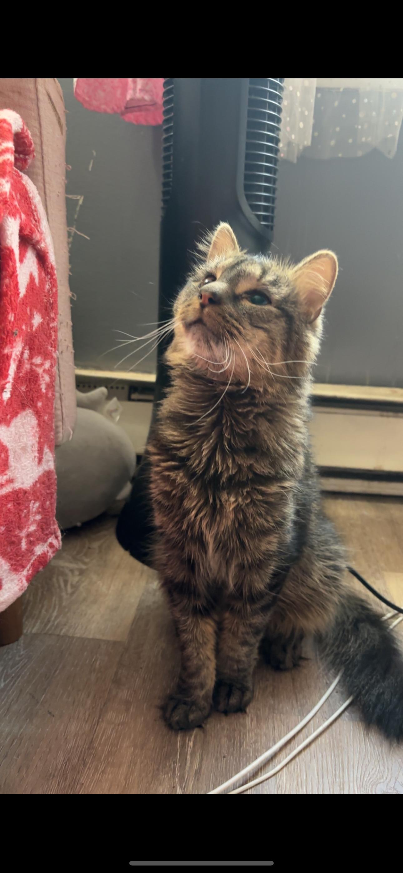 Enlarge Gizmo ***Bonded with Rella, Friendly with Coco***, a Adoptable Domestic Short Hair in FITCHBURG, MA image 4/6