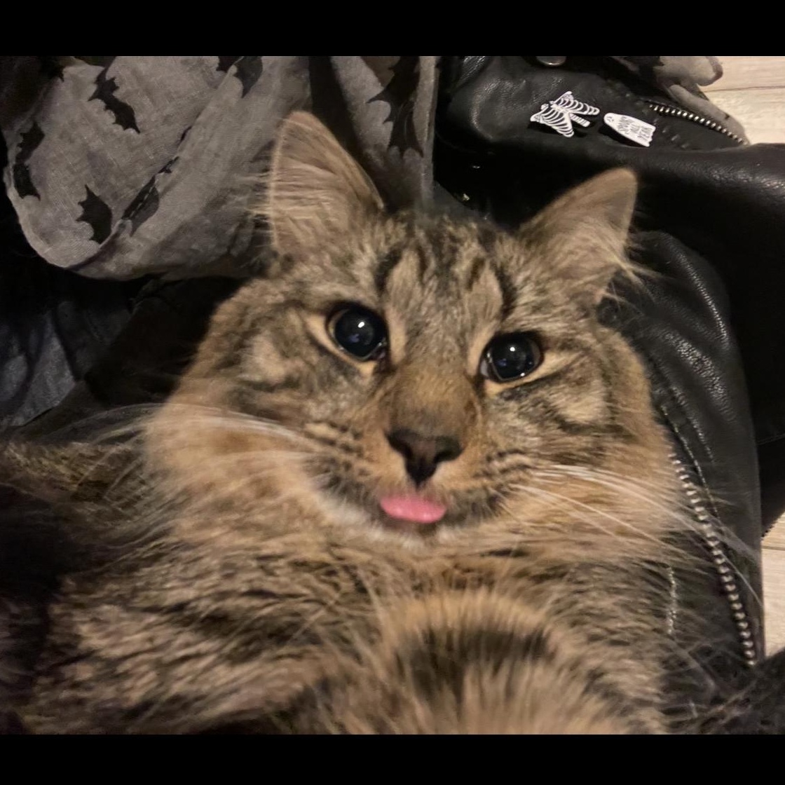 Enlarge Gizmo ***Bonded with Rella, Friendly with Coco***, a Adoptable Domestic Short Hair in FITCHBURG, MA image 3/6