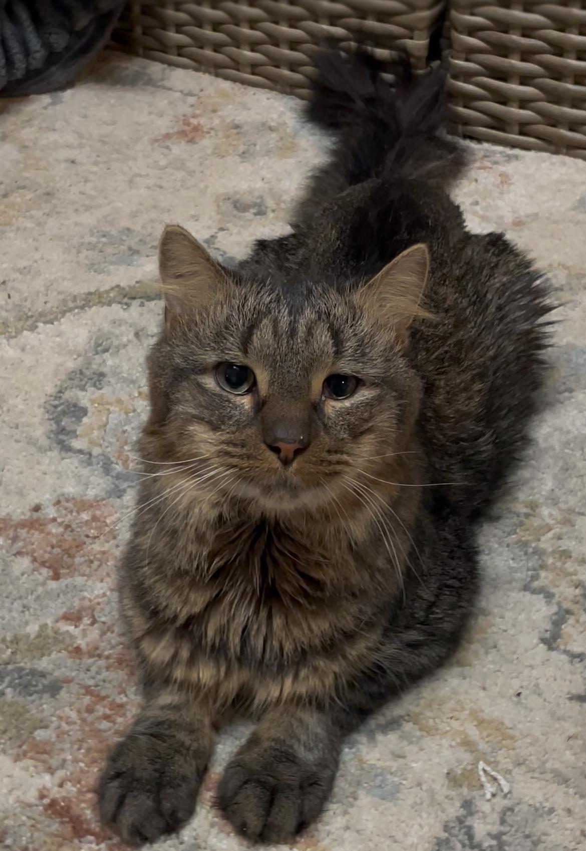 Enlarge Gizmo ***Bonded with Rella, Friendly with Coco***, a Adoptable Domestic Short Hair in FITCHBURG, MA image 2/6